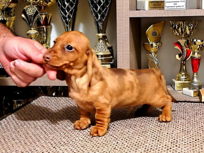 Dachshund puppy for sale