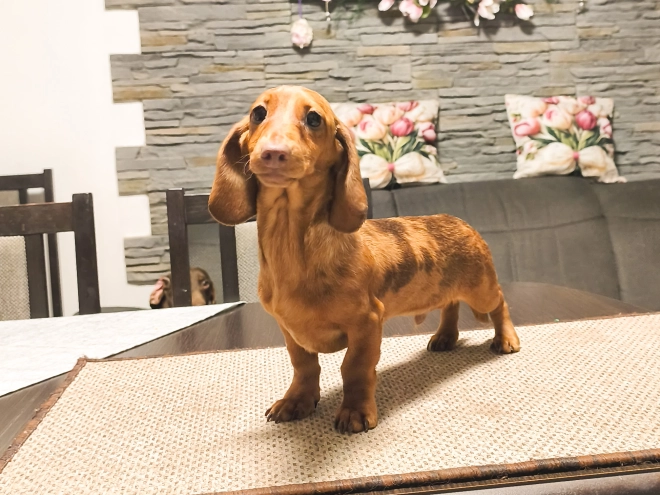 Dachshund puppy for sale
