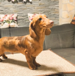 Dachshund puppy for sale