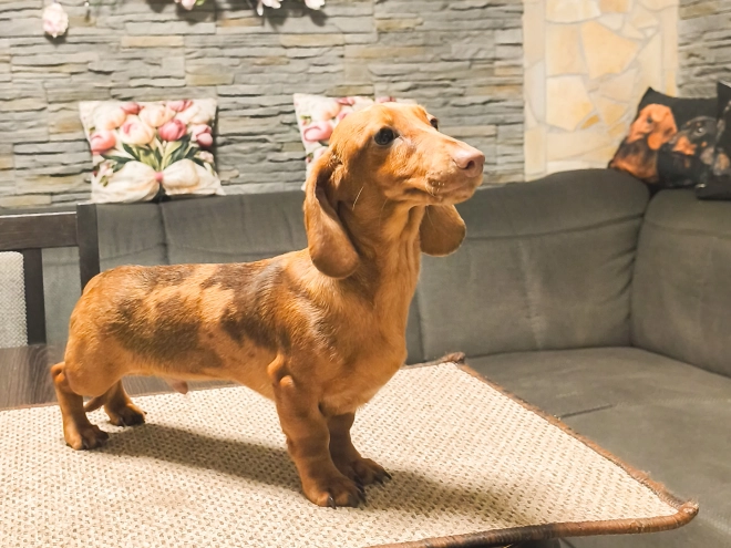 Dachshund puppy for sale