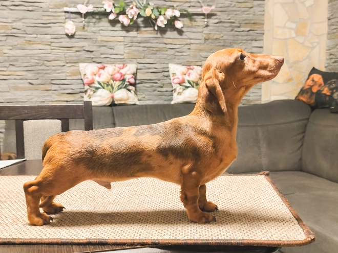 Dachshund puppy for sale