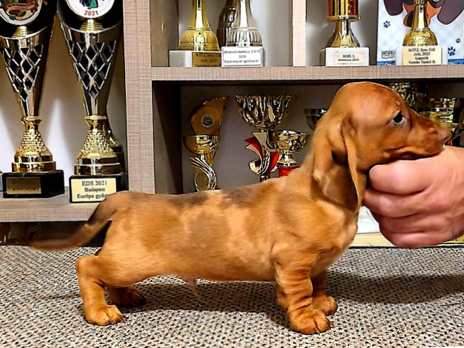 Dachshund puppy for sale