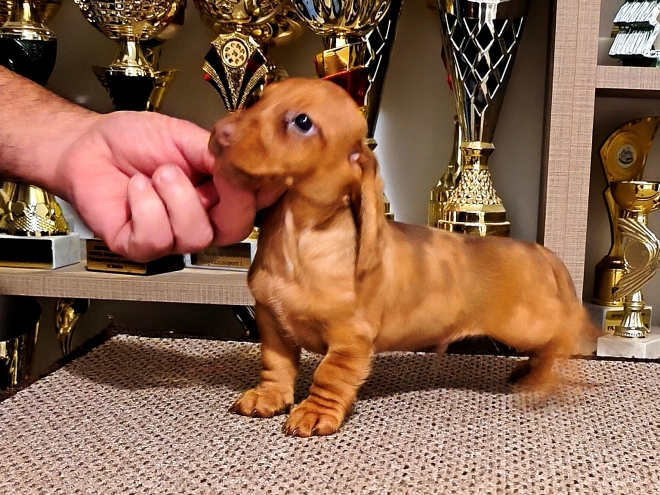 Dachshund puppy for sale