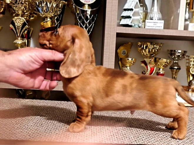 Dachshund puppy for sale