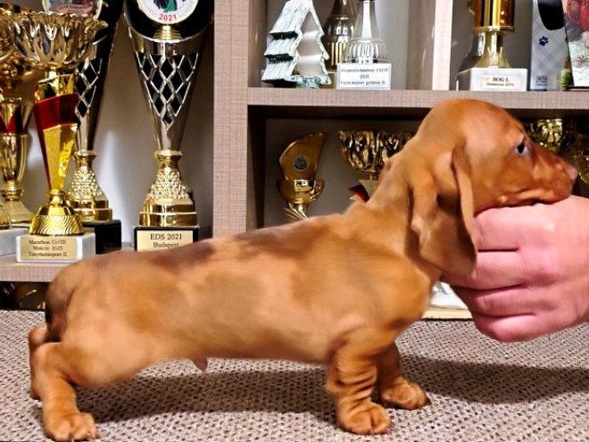 Dachshund puppy for sale