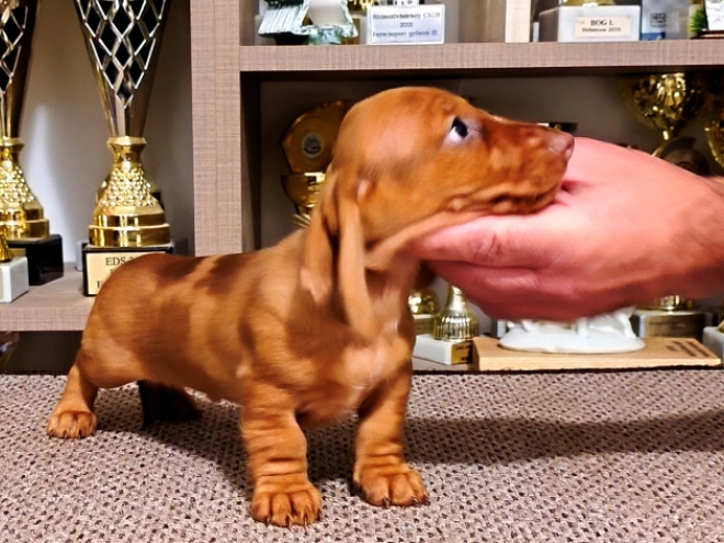 Dachshund puppy for sale
