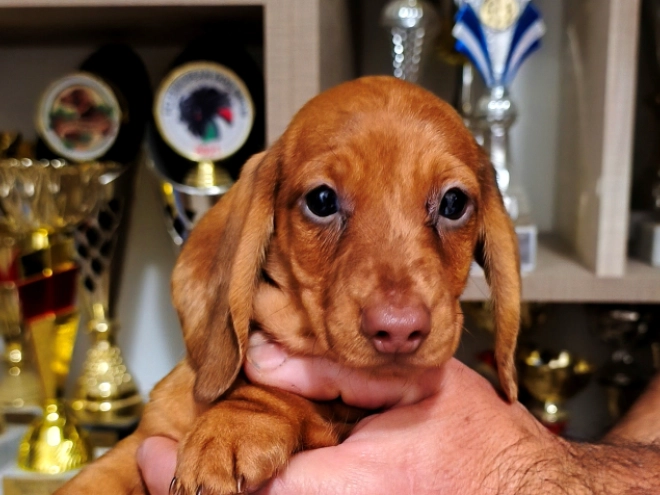 Dachshund puppy for sale