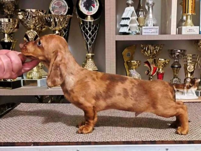 Dachshund puppy for sale