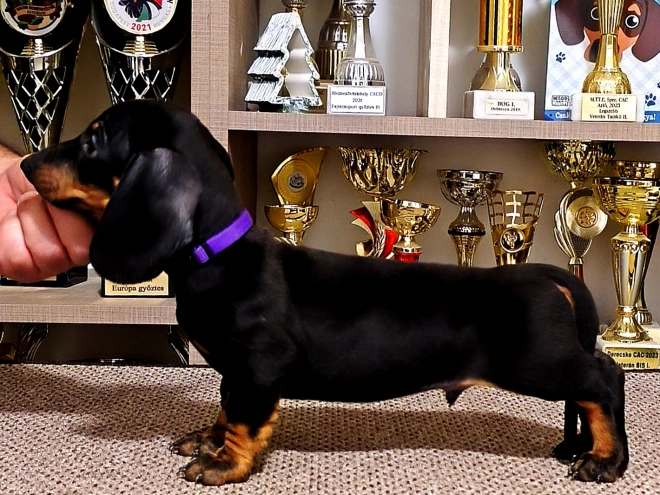 Perros Teckel en venta
