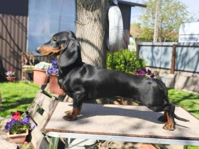 Perros Teckel en venta