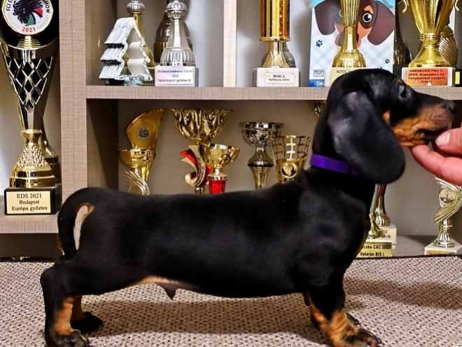 Perros Teckel en venta