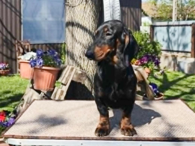 Perros Teckel en venta