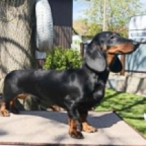 King, black and tan Dachshund for sale