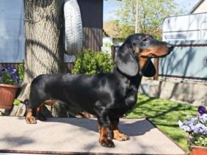 Perros Teckel en venta