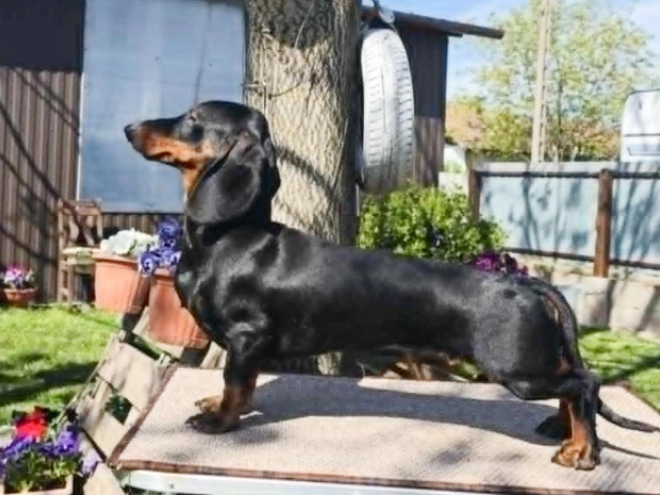 Perros Teckel en venta