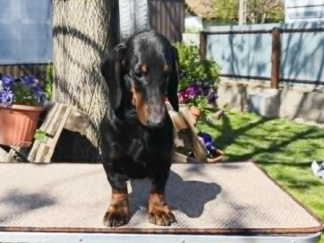 Perros Teckel en venta