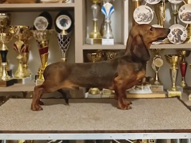Dachshund puppy for sale