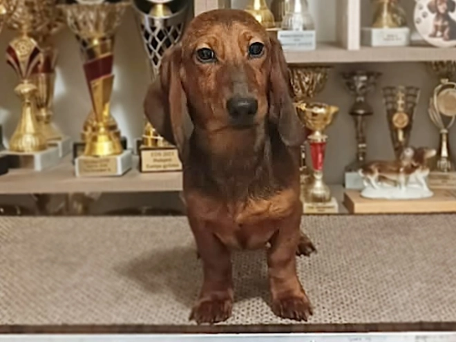 Dachshund puppy for sale