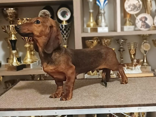 Dachshund puppy for sale