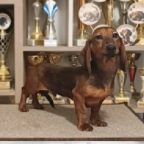 Pedro – miniature, red Dachshund for sale