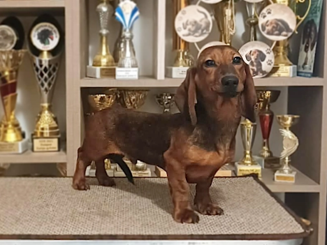 Dachshund puppy for sale