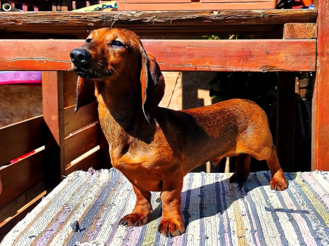 Perros Teckel en venta