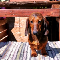 Pedro – miniature, red Dachshund for sale