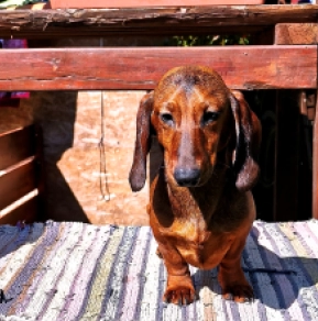 Dachshund puppy for sale