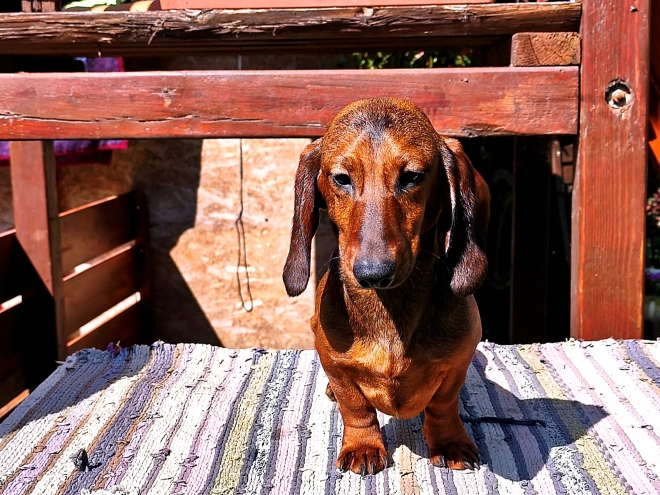 Perros Teckel en venta
