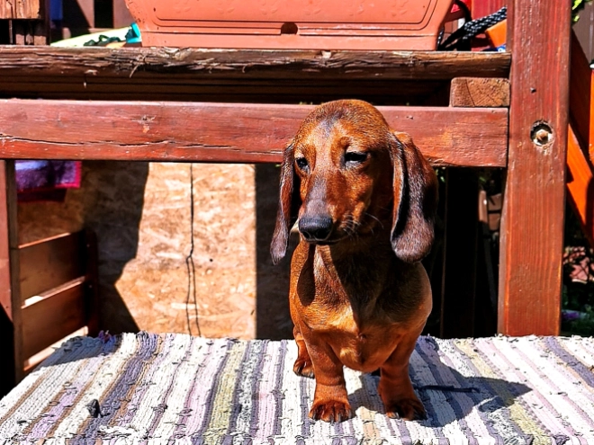 Perros Teckel en venta