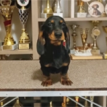 Joe – miniature, black and tan Dachshund for sale