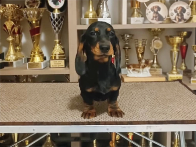 Dachshund puppy for sale