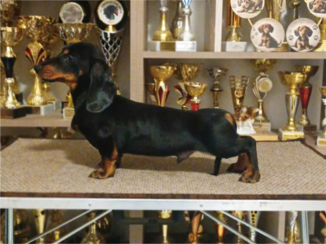 Dachshund puppy for sale
