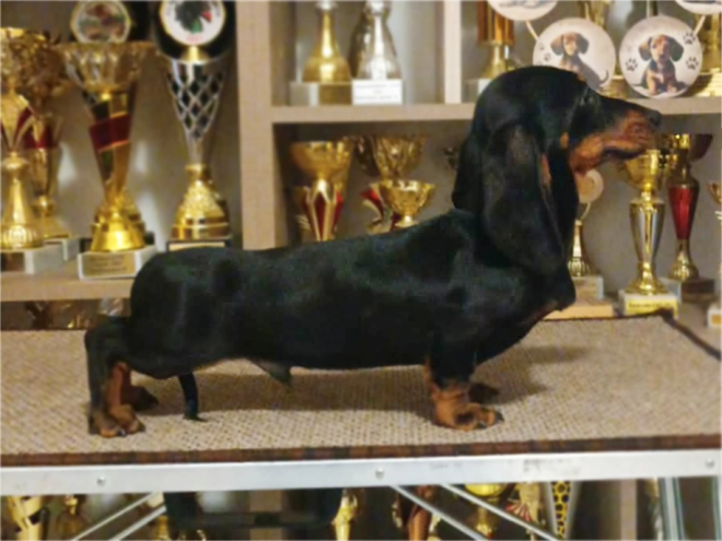 Dachshund puppy for sale