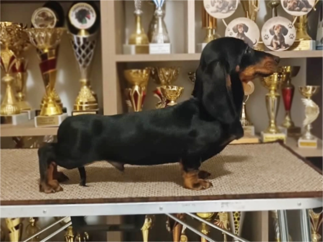 Dachshund puppy for sale