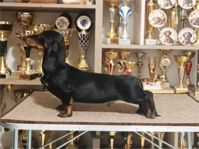Dachshund puppy for sale