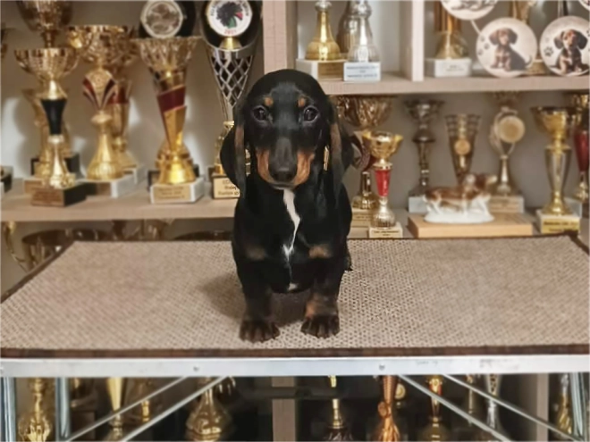 Dachshund puppy for sale