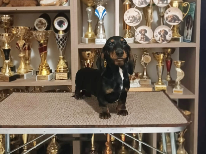 Dachshund puppy for sale