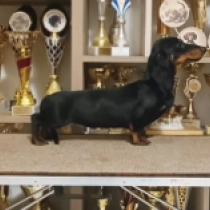 Hulk – miniature, black and tan Dachshund for sale