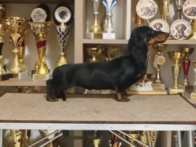 Dachshund puppy for sale