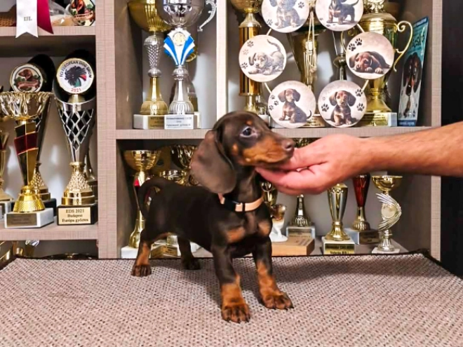 Dachshund puppy for sale