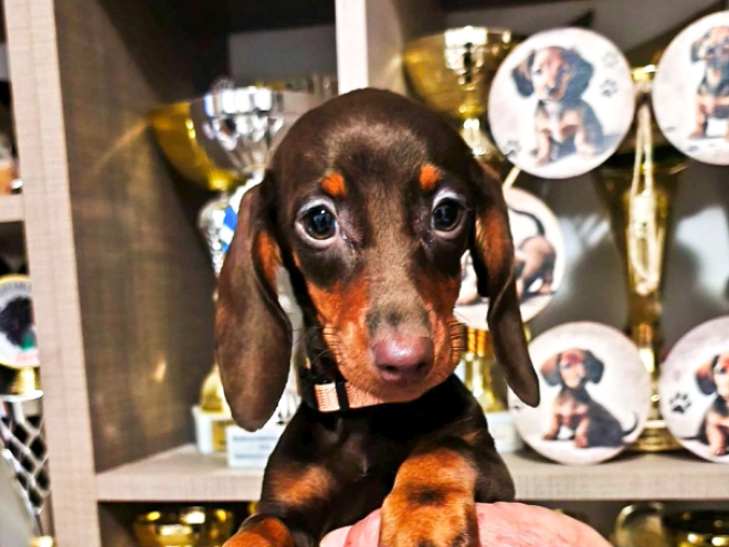 Dachshund puppy for sale