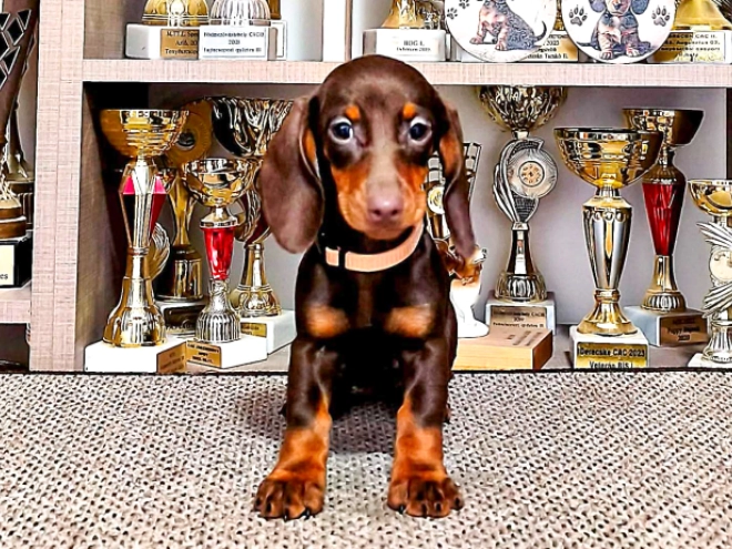 Dachshund puppy for sale