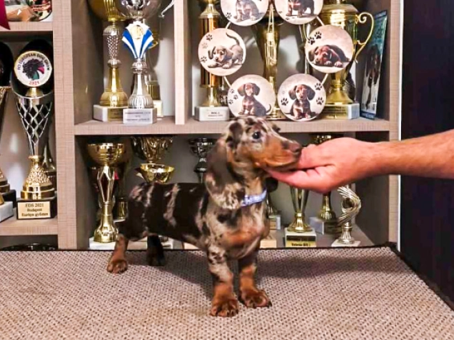 Dachshund puppy for sale