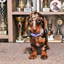 Mona, brown tiger Teckel en venta