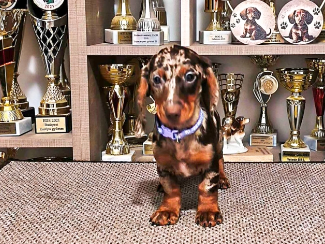 Dachshund puppy for sale