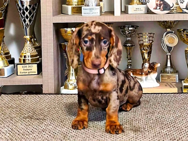 Dachshund puppy for sale