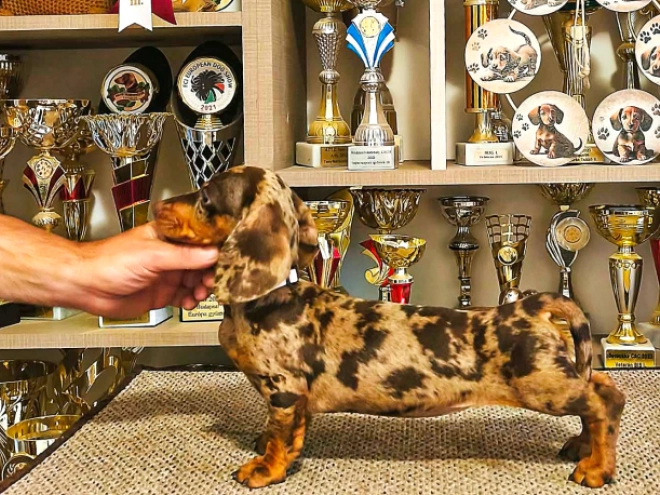Dachshund puppy for sale
