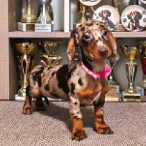 Norah, brown tiger Teckel en venta
