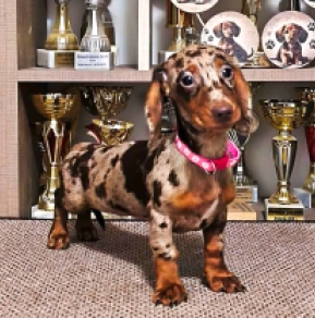 Dachshund puppy for sale